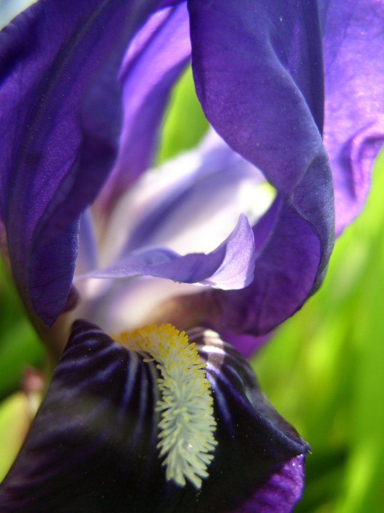 Iris
