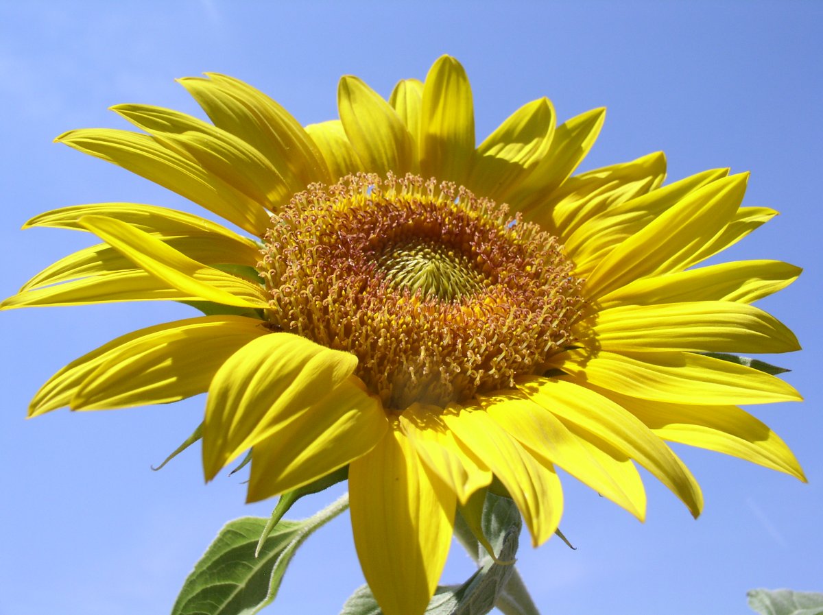 Tournesol