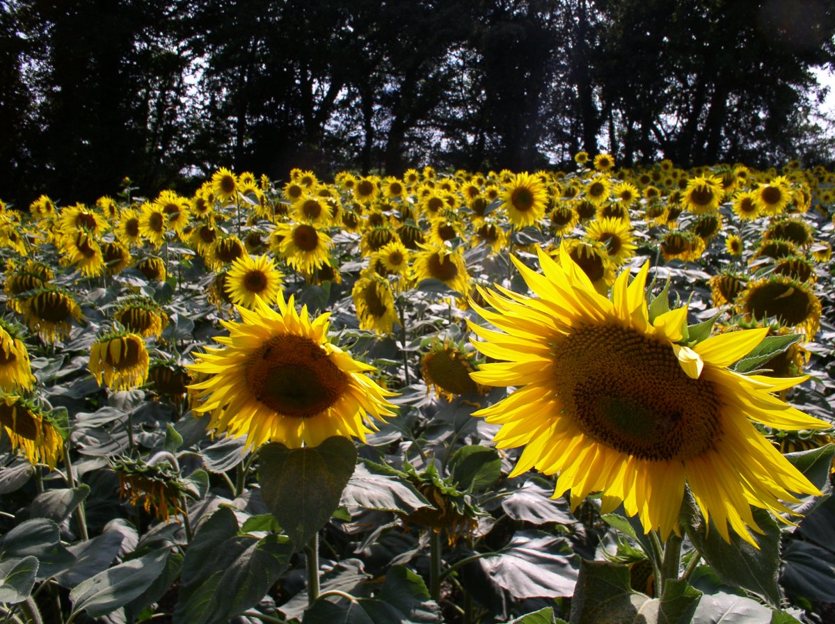 Tournesol