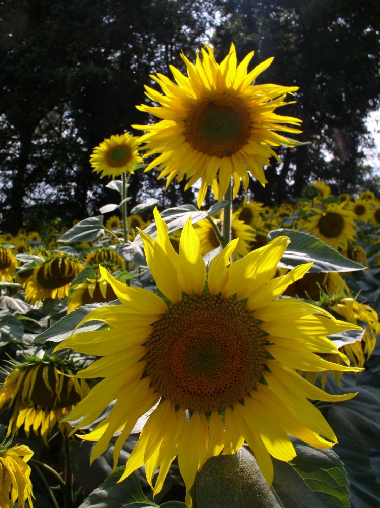 Tournesol