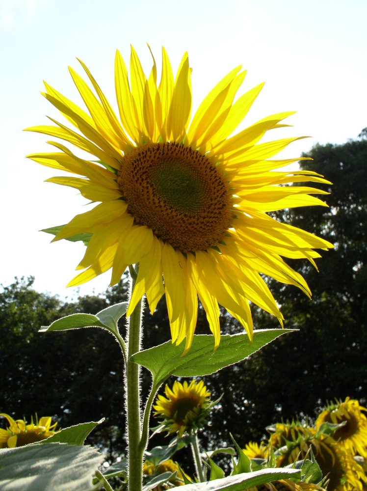 Tournesol