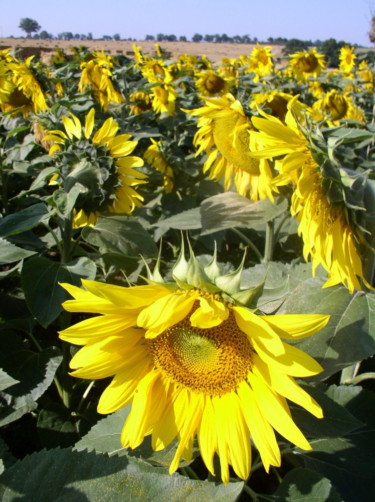 Tournesol
