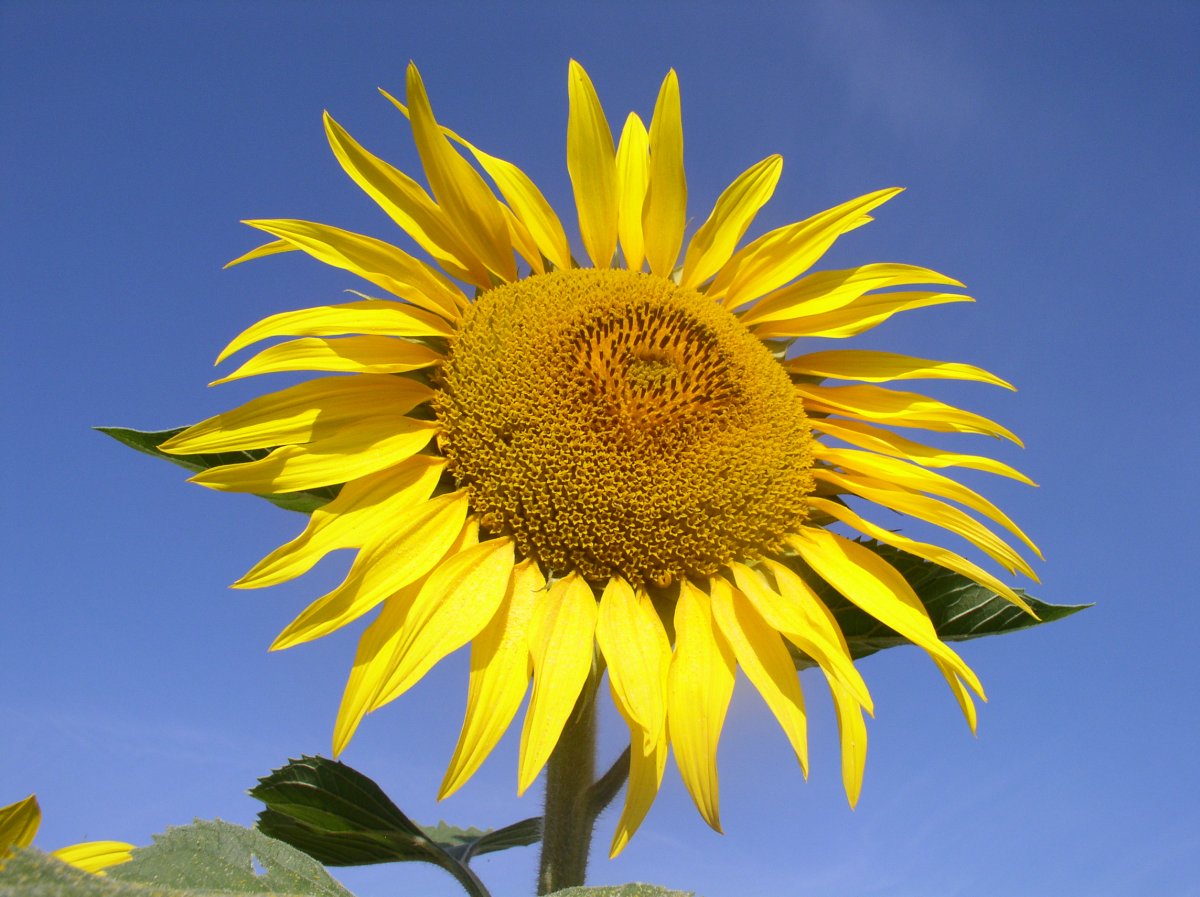 Tournesol