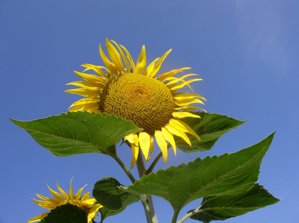 Tournesol
