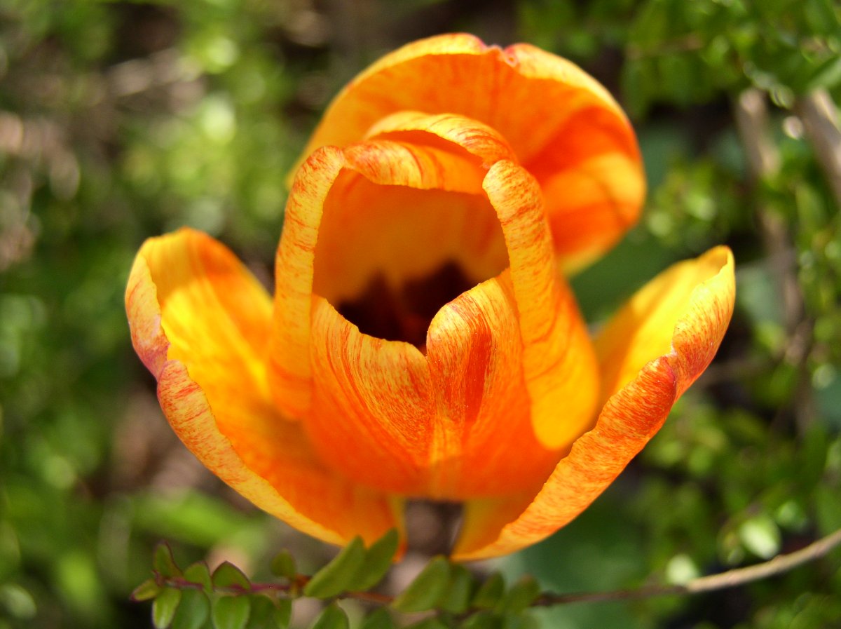 Tulipe