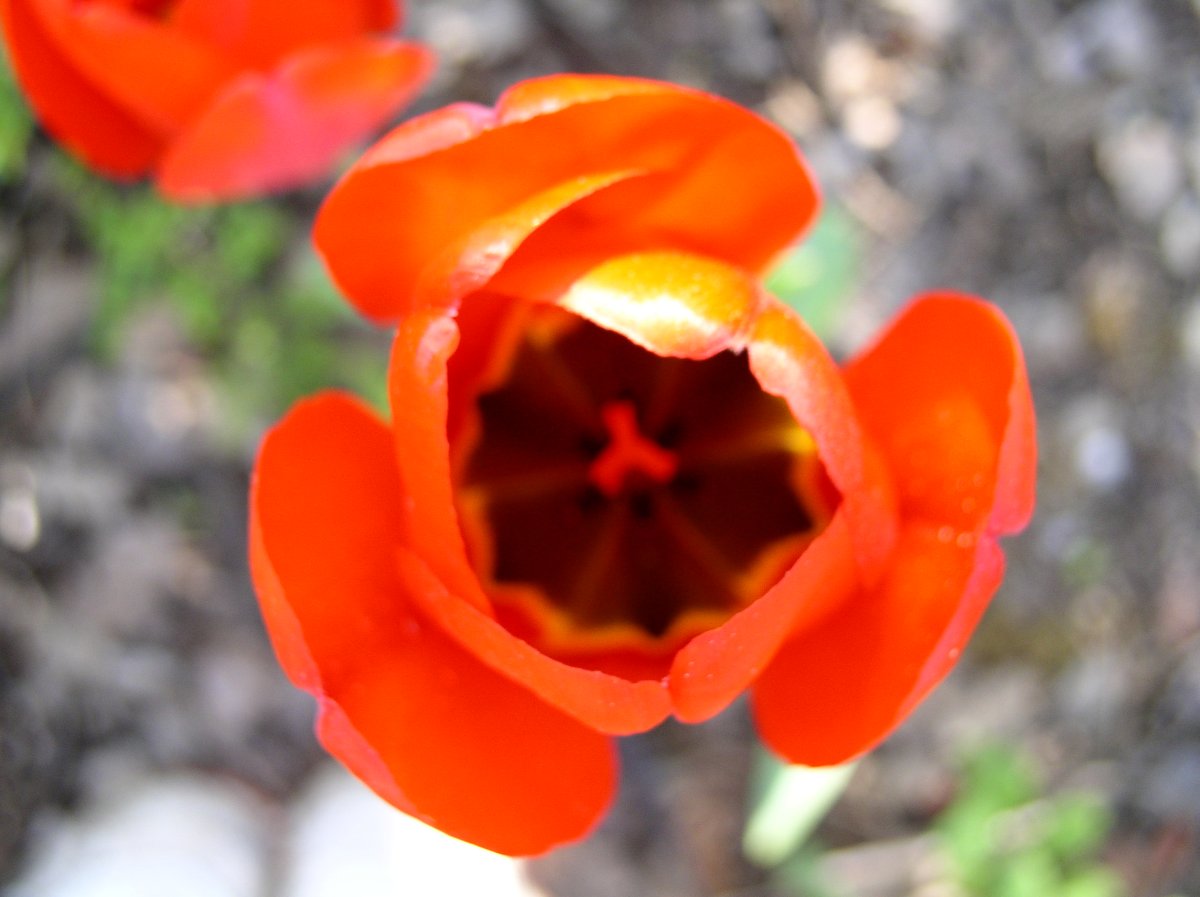 Tulipe