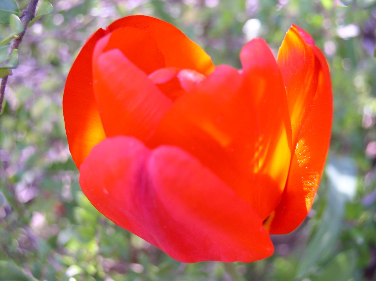 Tulipe