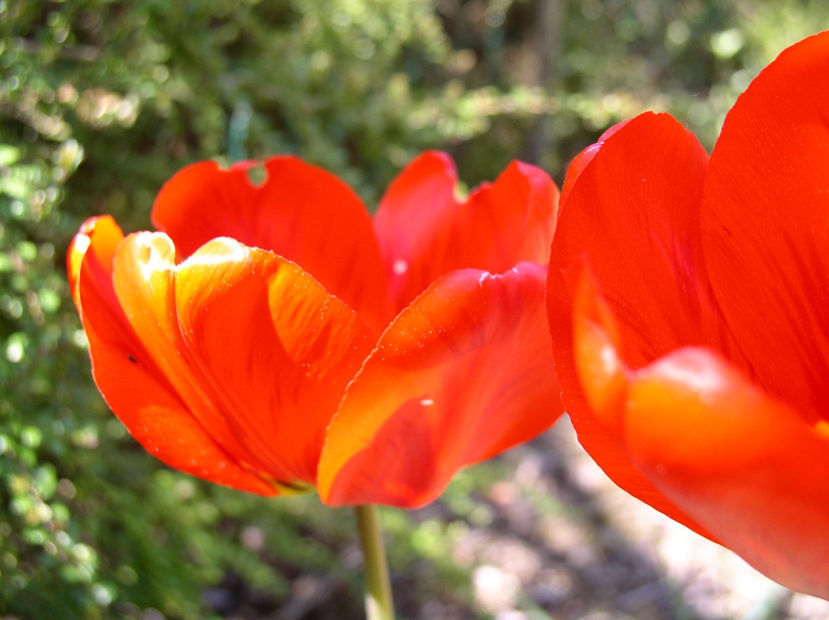 Tulipe
