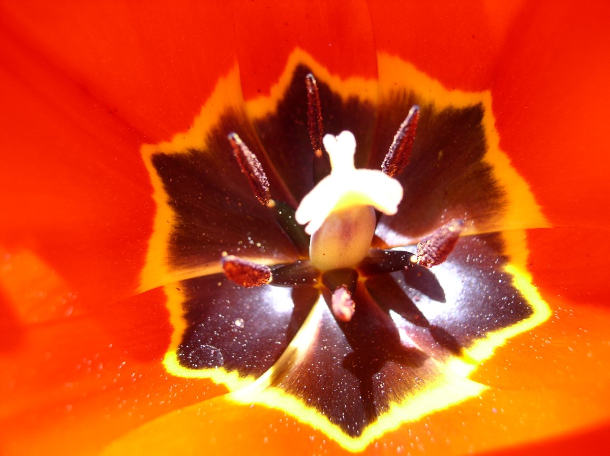Tulipe