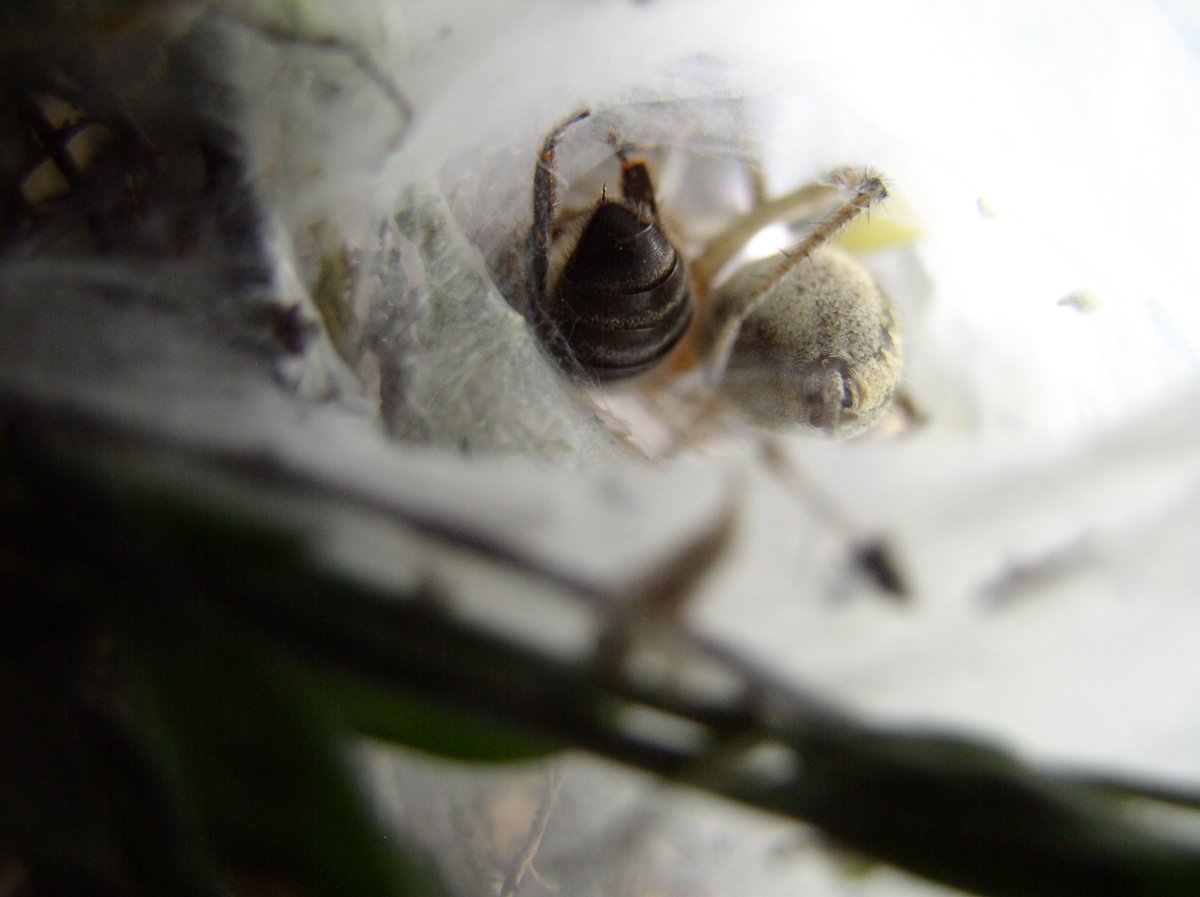 Qui le bourreau, qui la proie ?