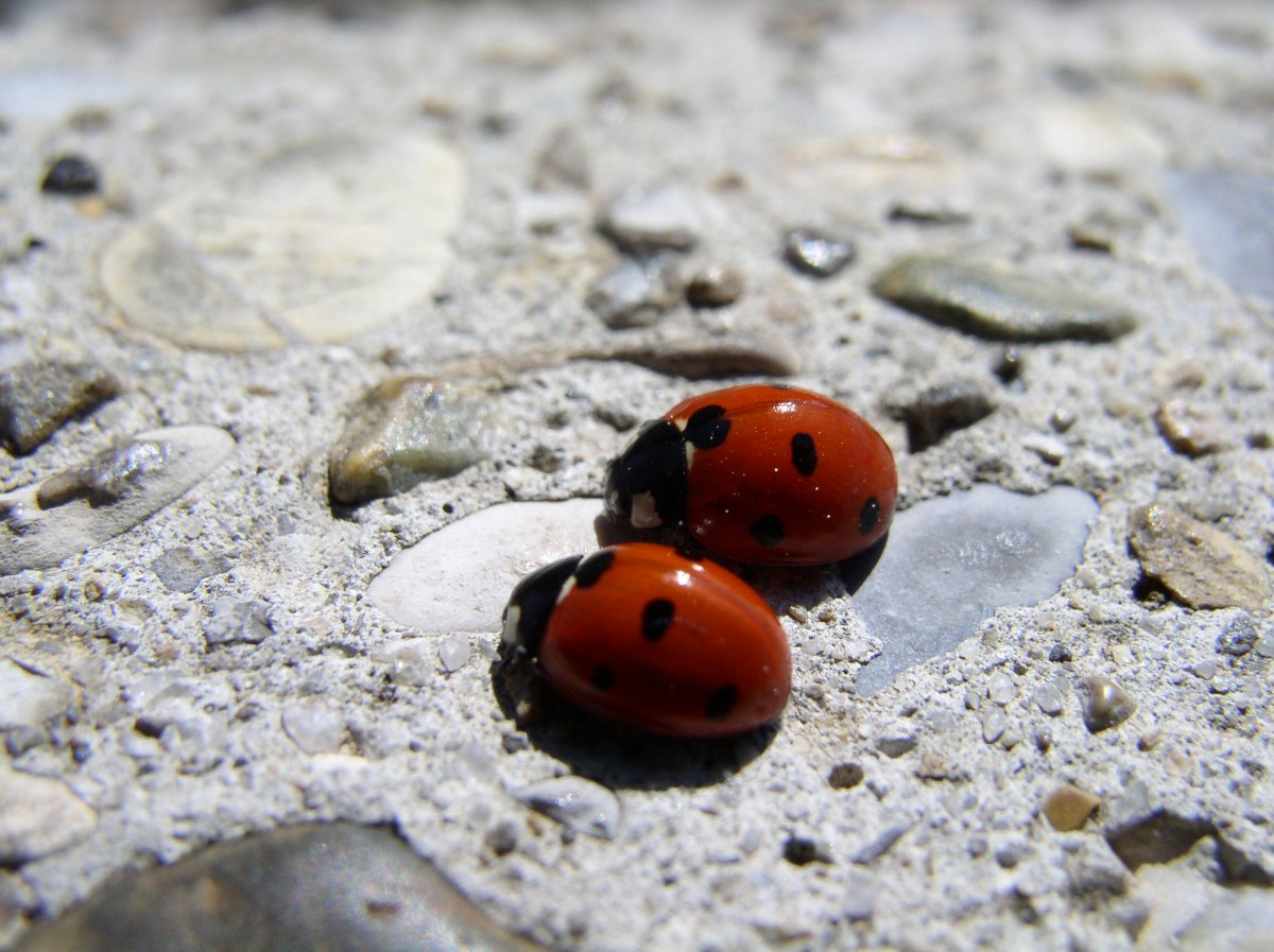 Coccinelles
