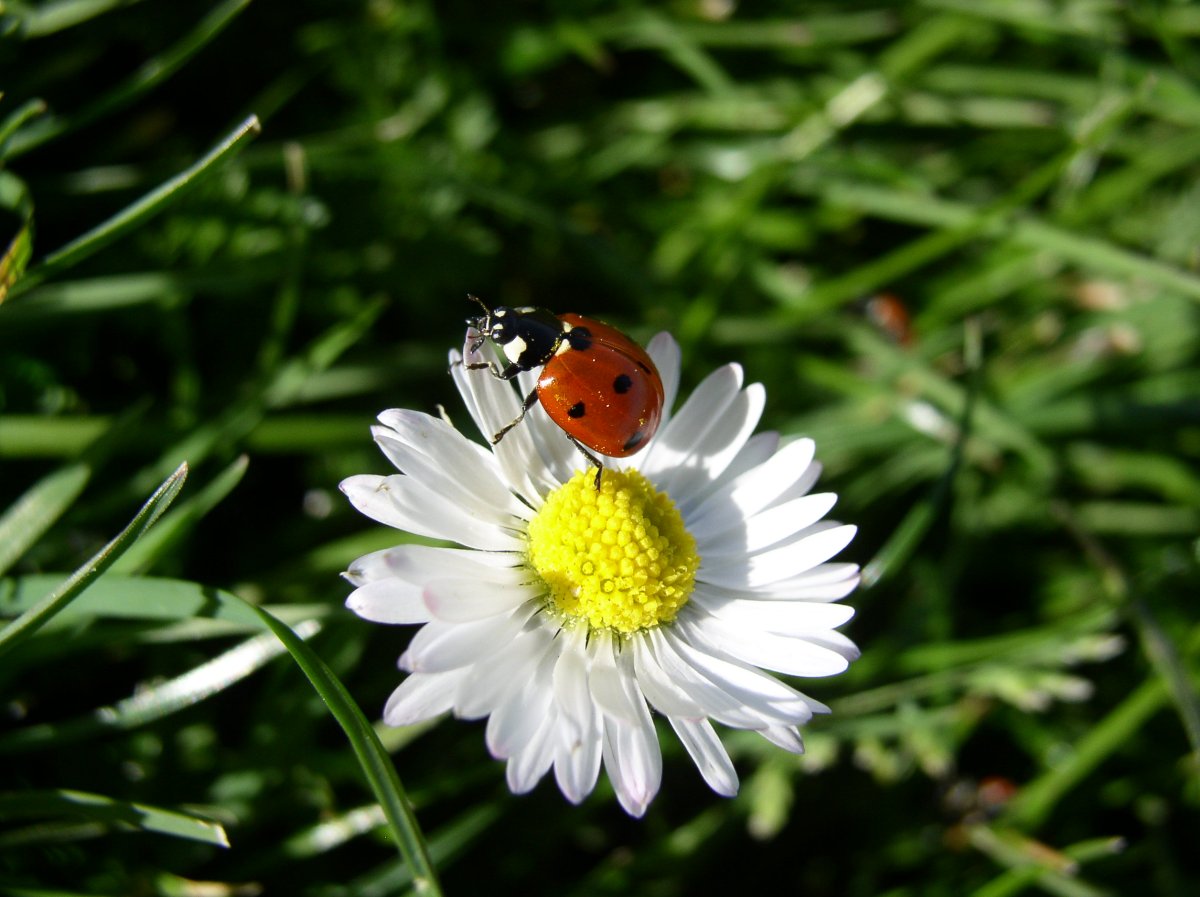 Coccinelles