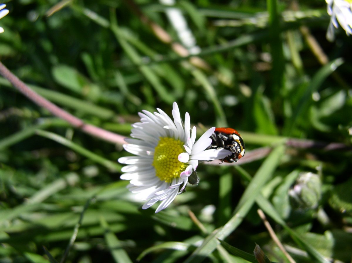 Coccinelles