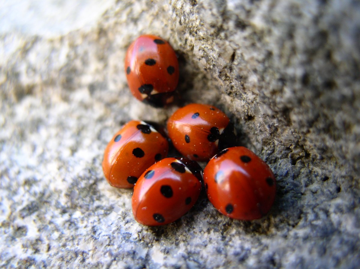 Coccinelles