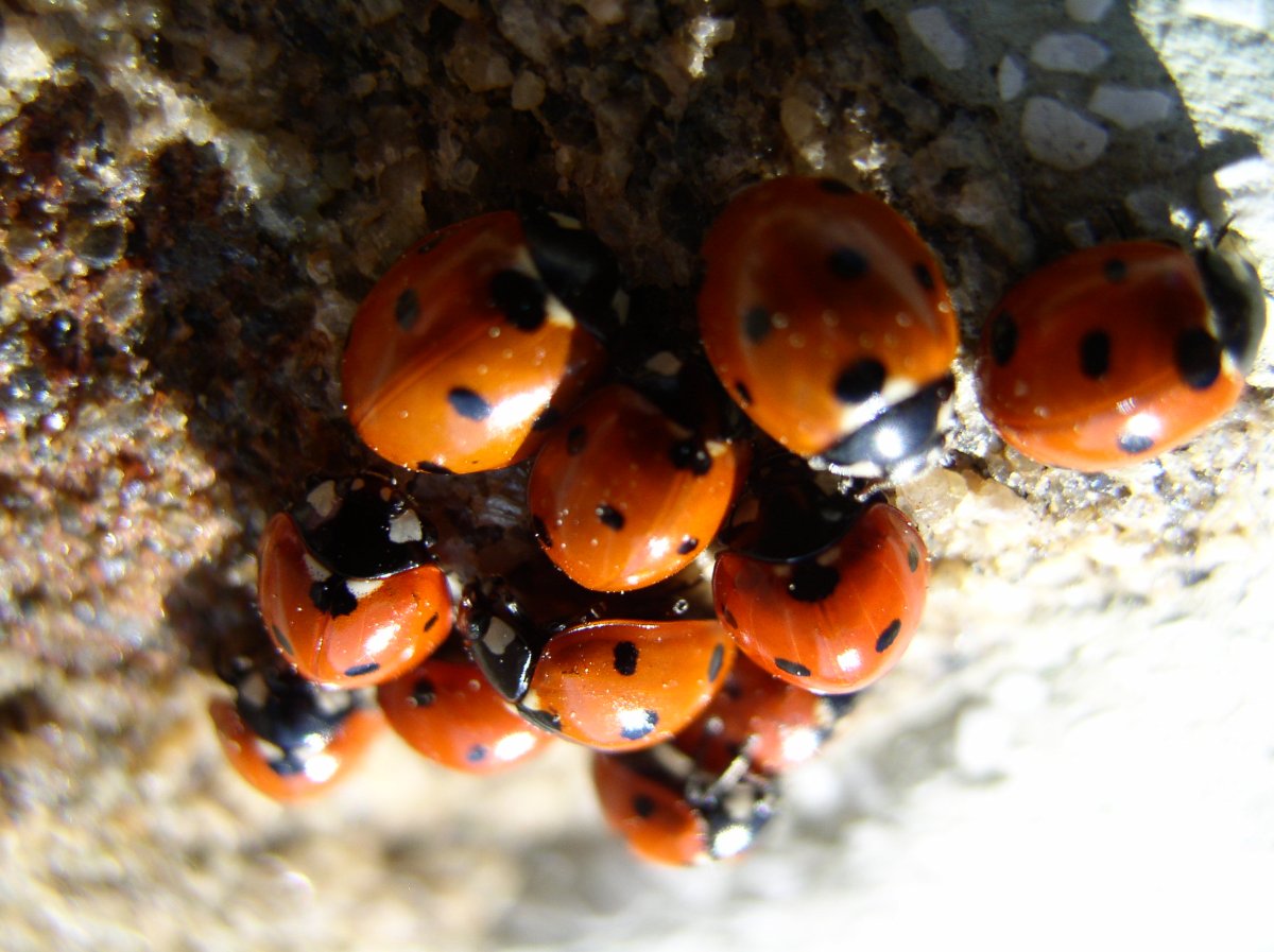 Coccinelles