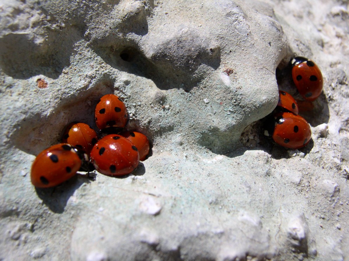 Coccinelles
