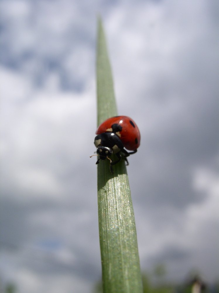 Coccinelles