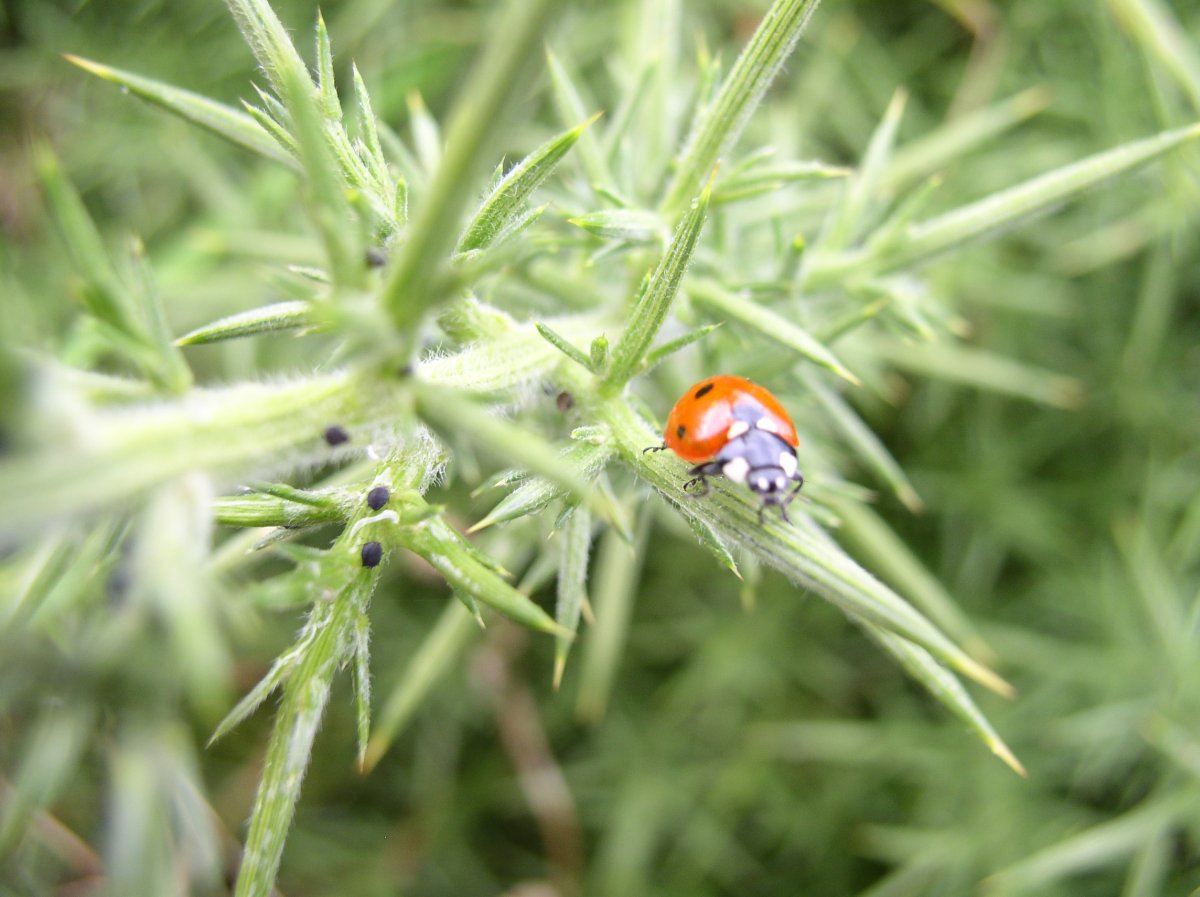 Coccinelles
