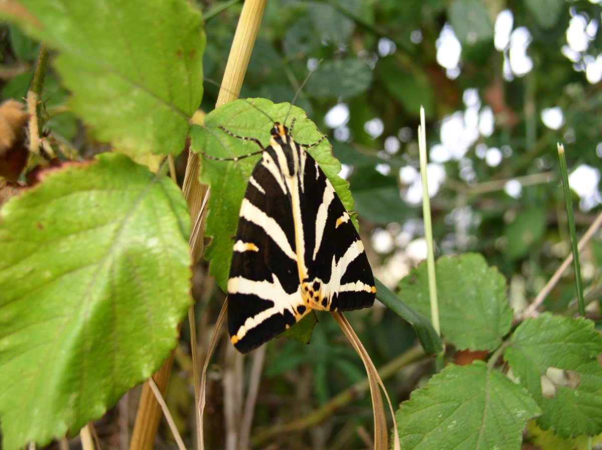Papillon