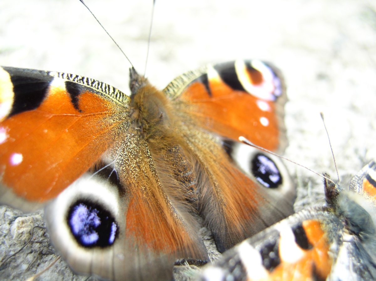Papillon
