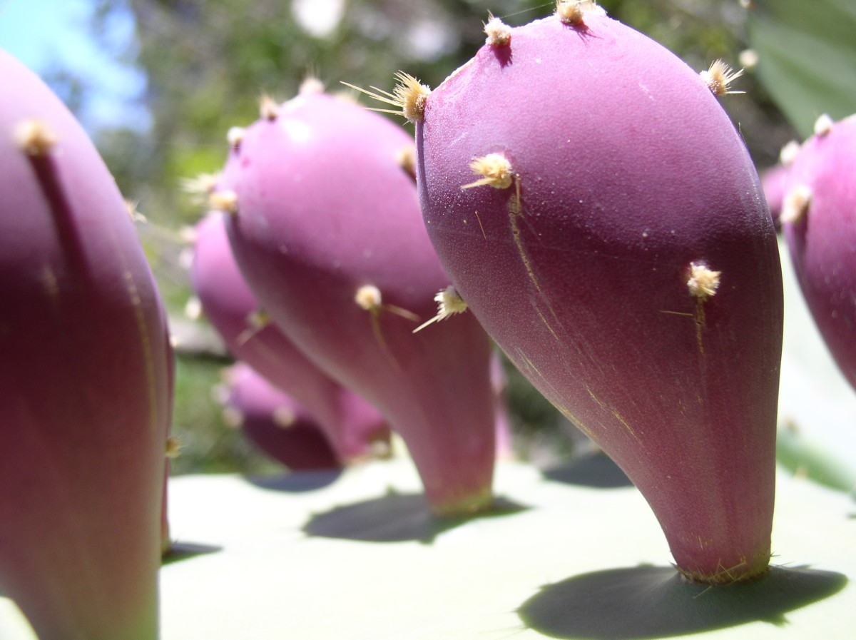 Alignement de barbarie