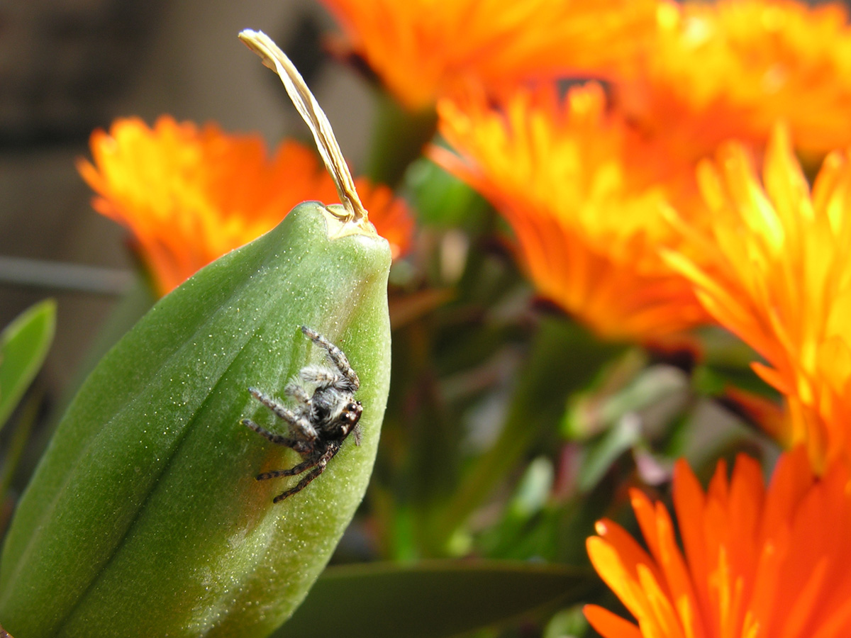 Jeune araignée sauteuse