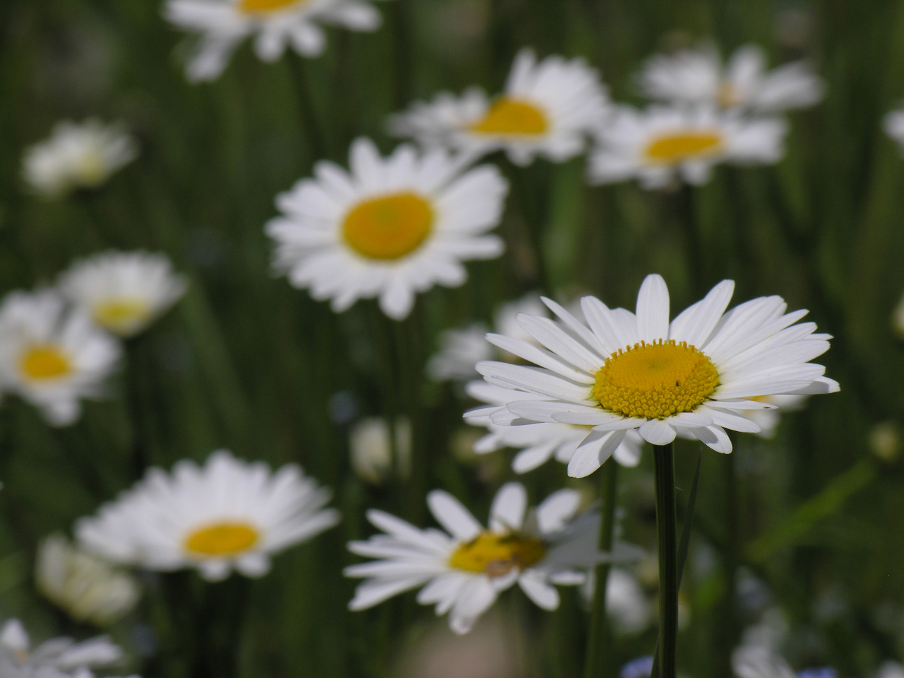 Marguerite