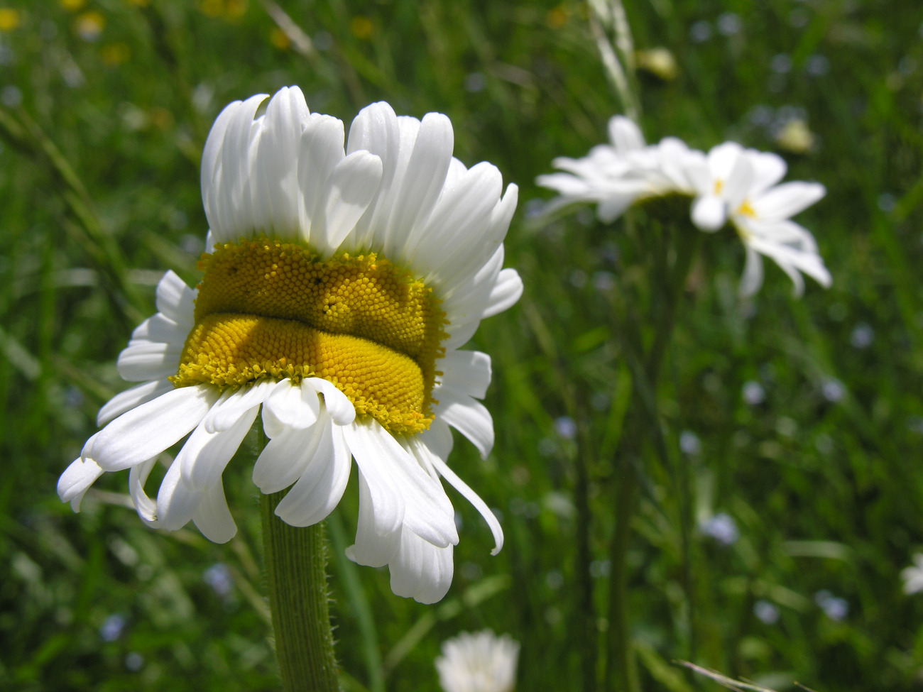 Marguerite