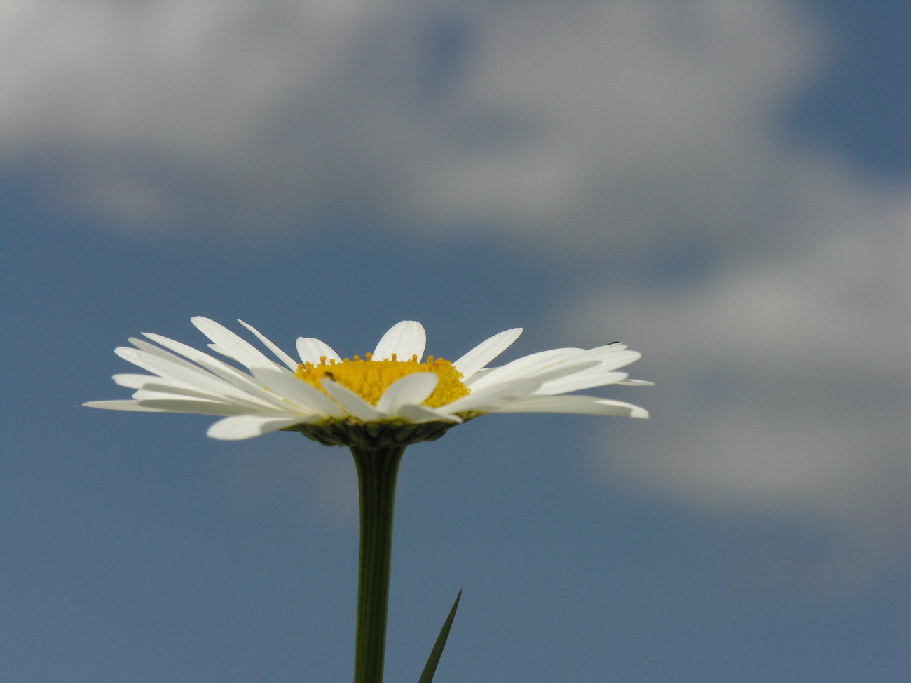 Marguerite