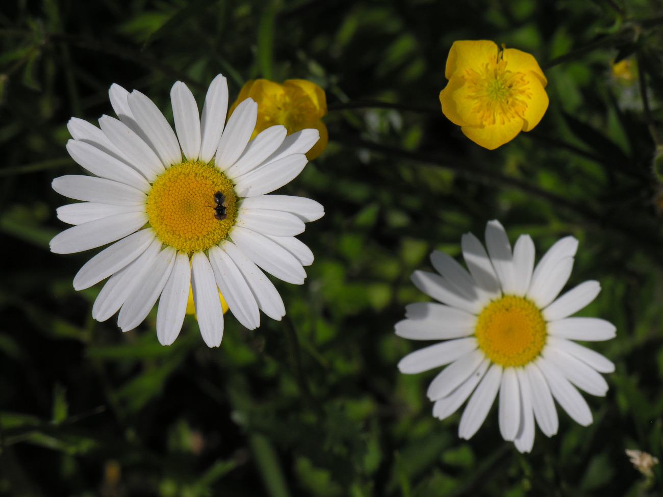 Marguerite