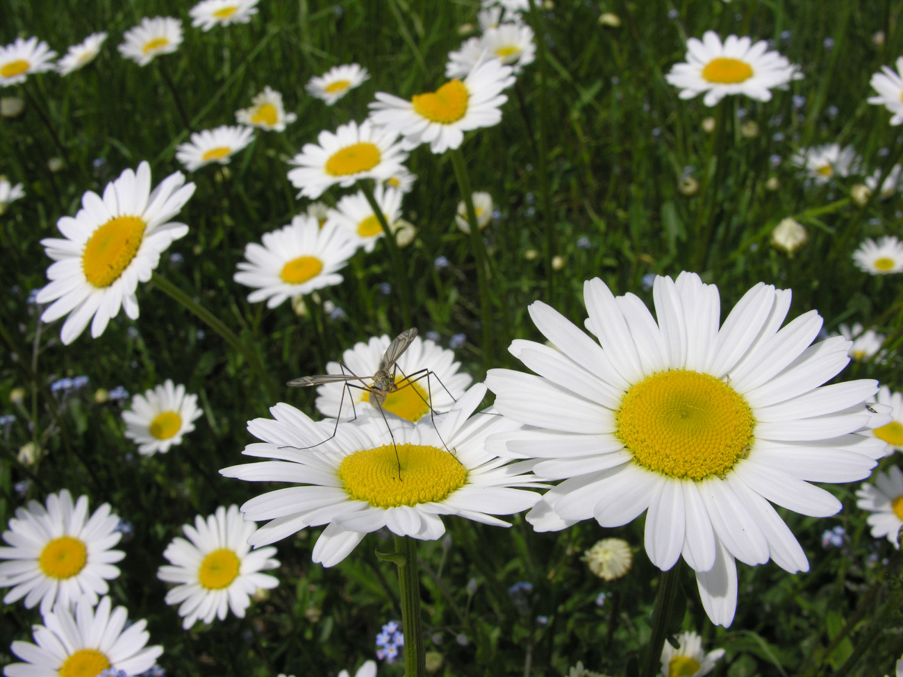 Marguerite