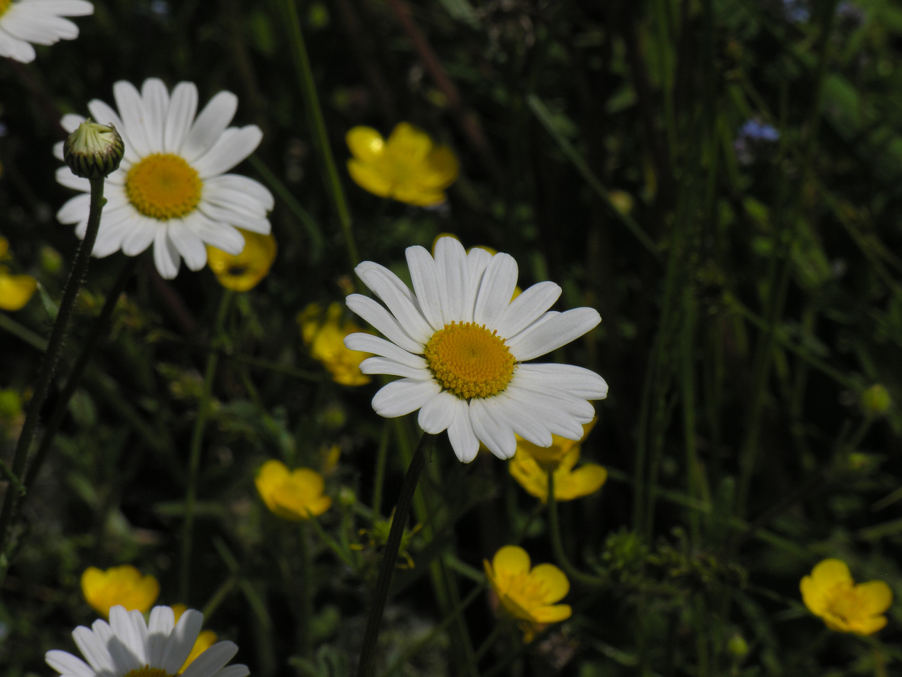 Marguerite