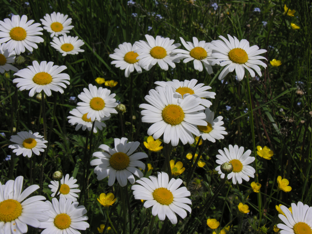 Marguerite
