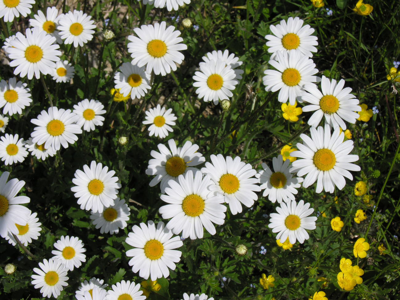Marguerite