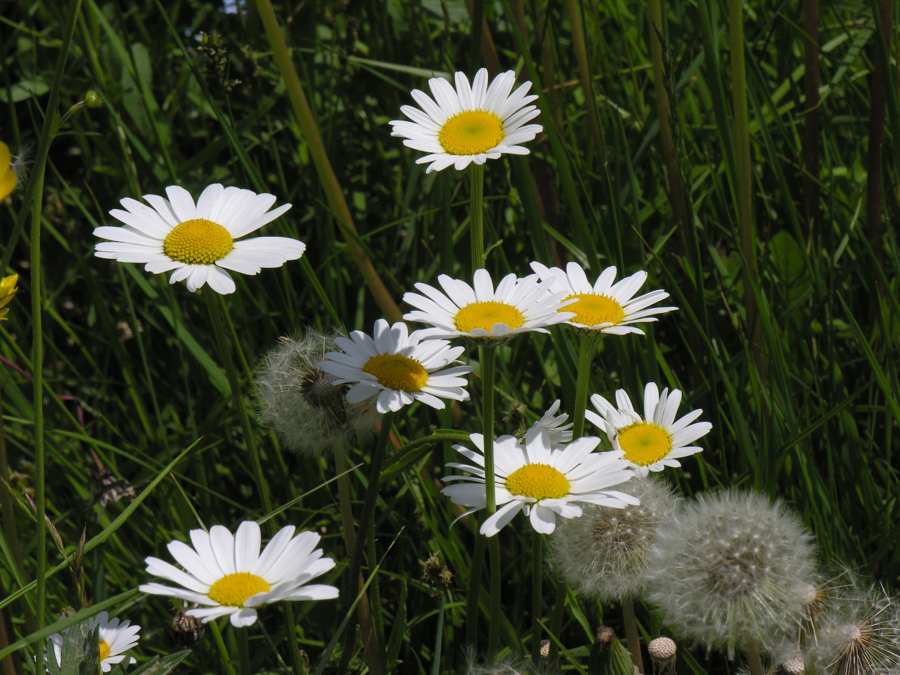 Marguerite