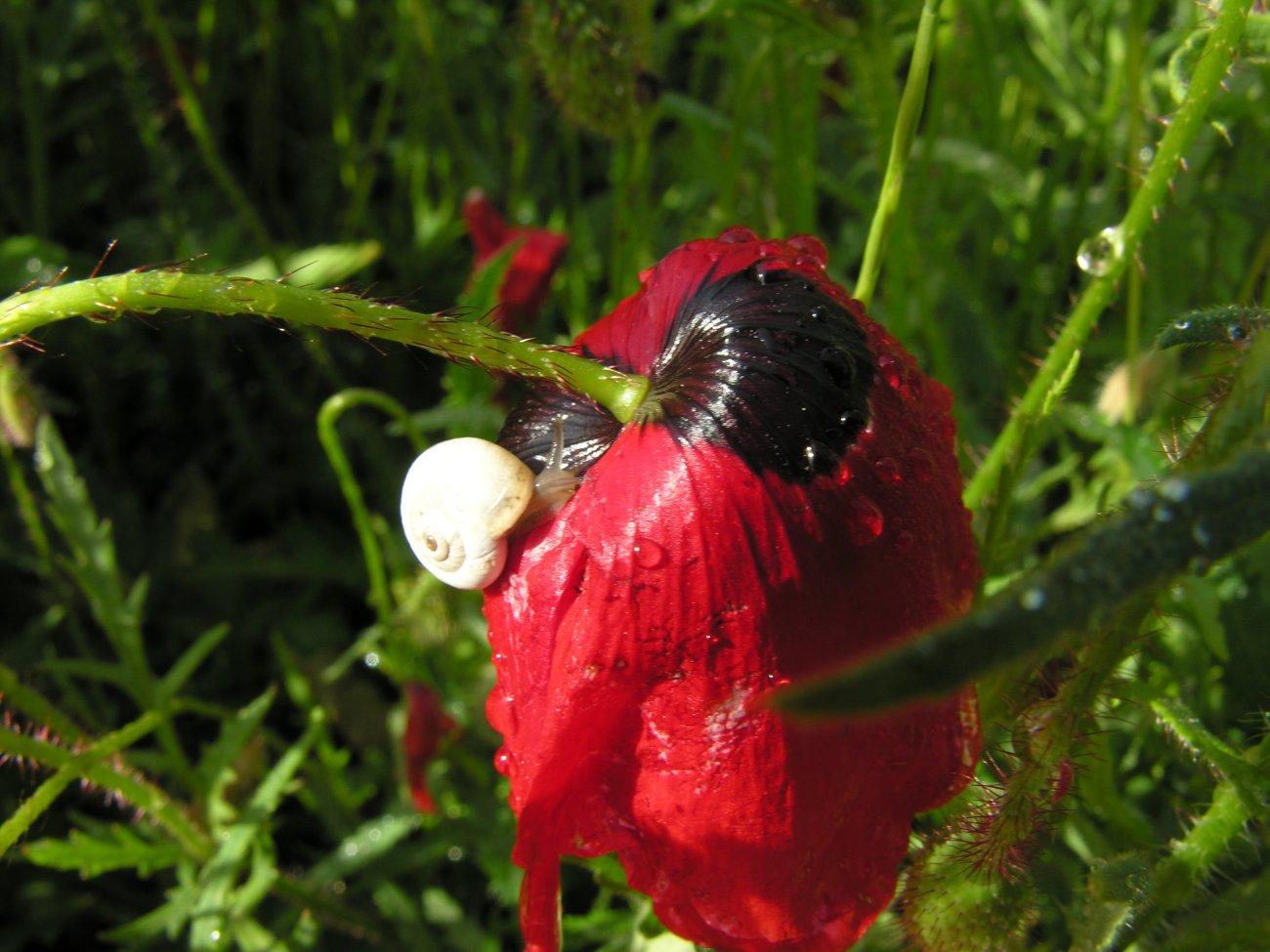 Coquelicot & escargot