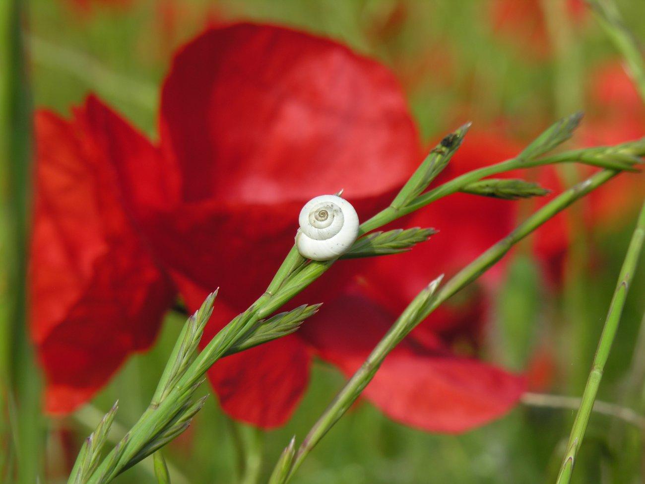 Coquelicot & escargot
