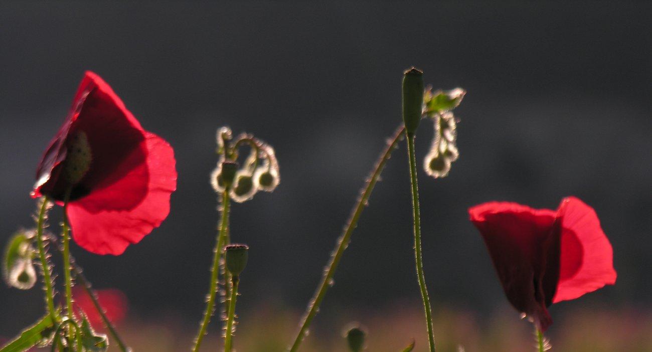 Coquelicots
