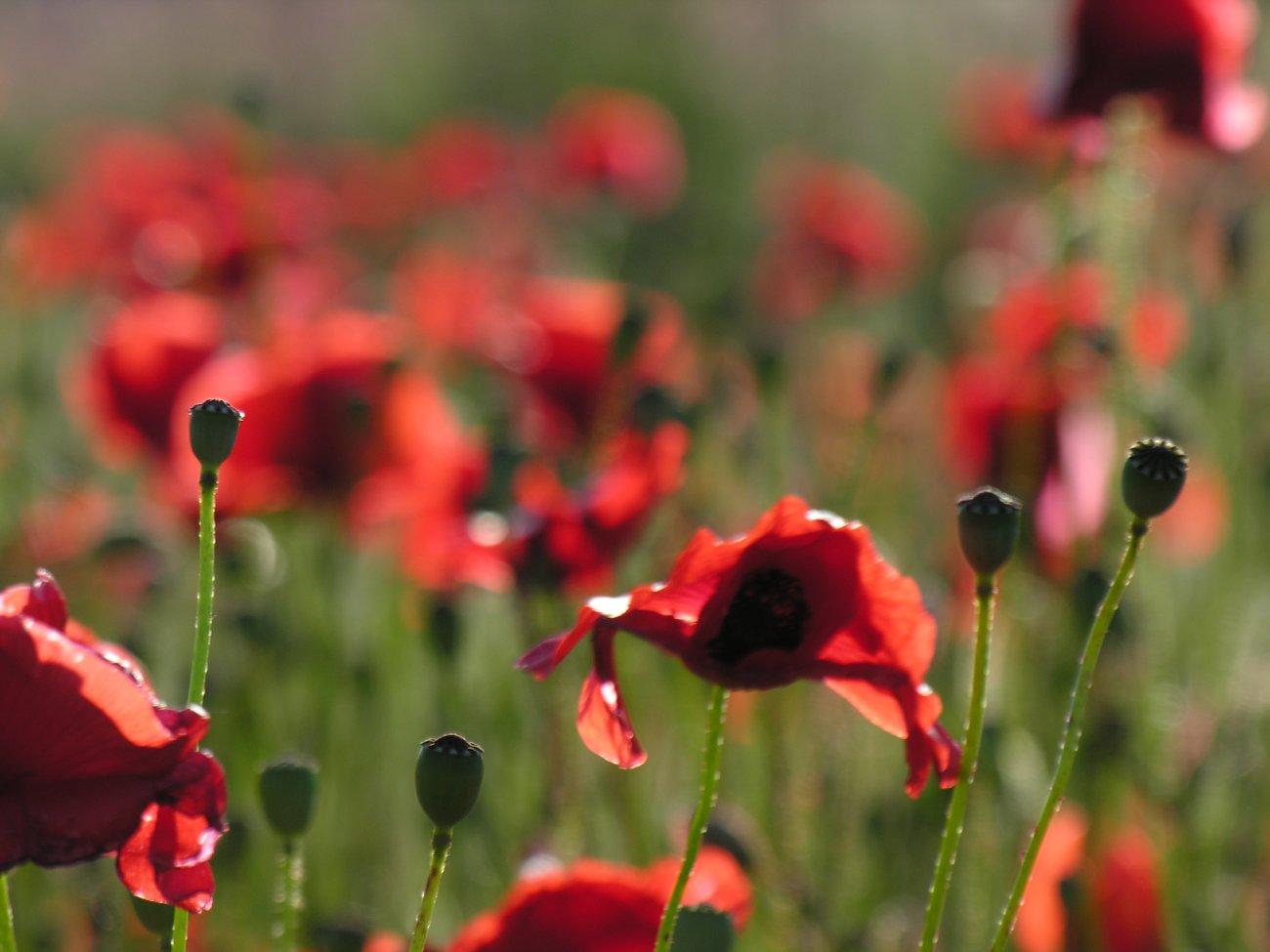 Coquelicots