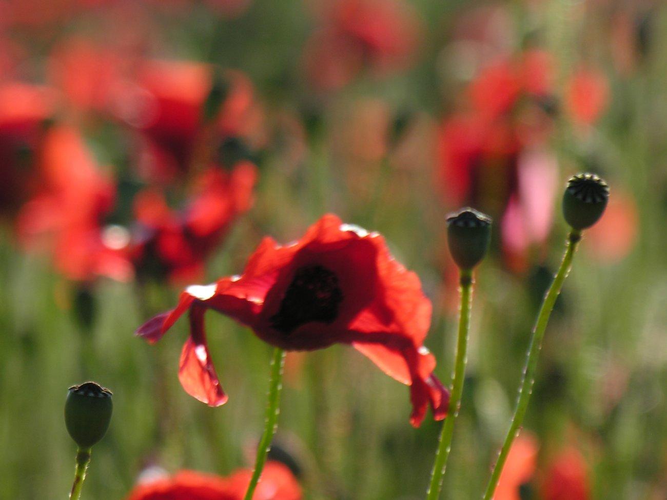 Coquelicots