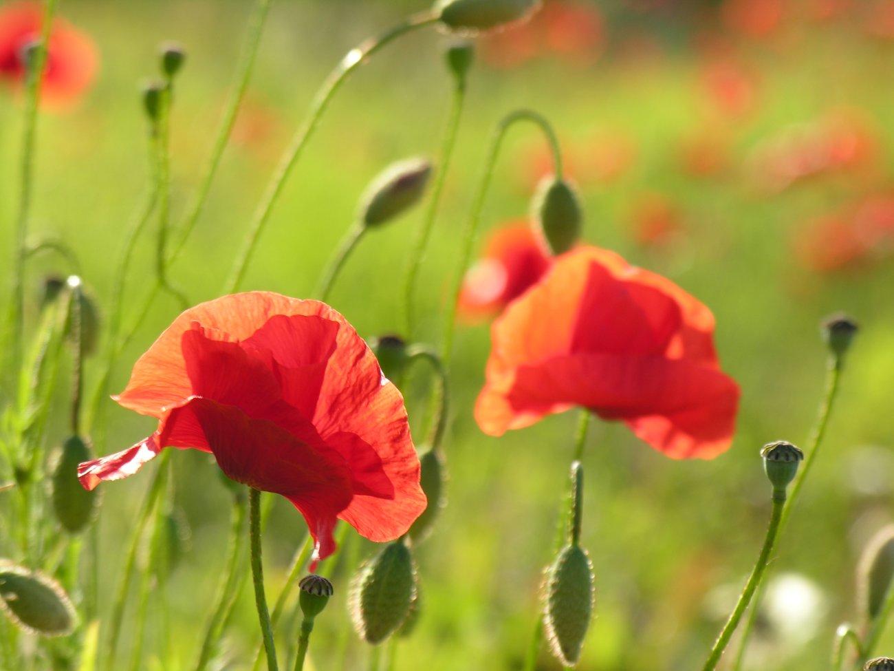 Coquelicots
