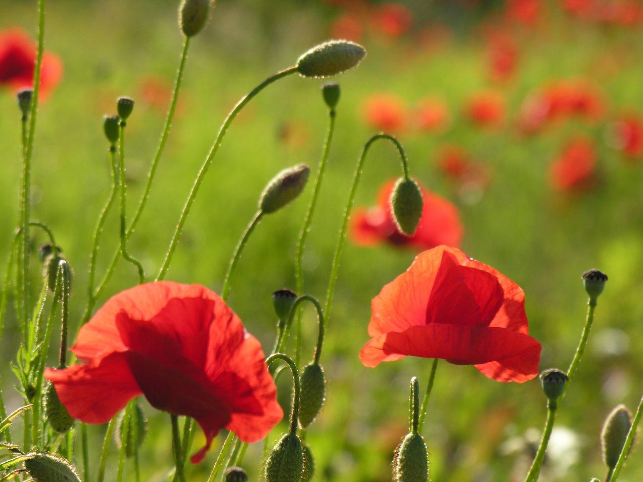 Coquelicots