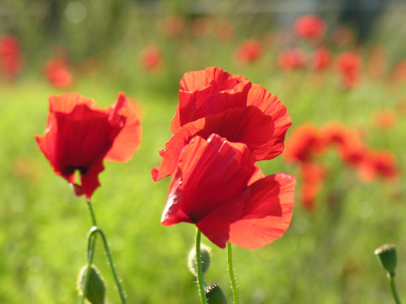 Coquelicots