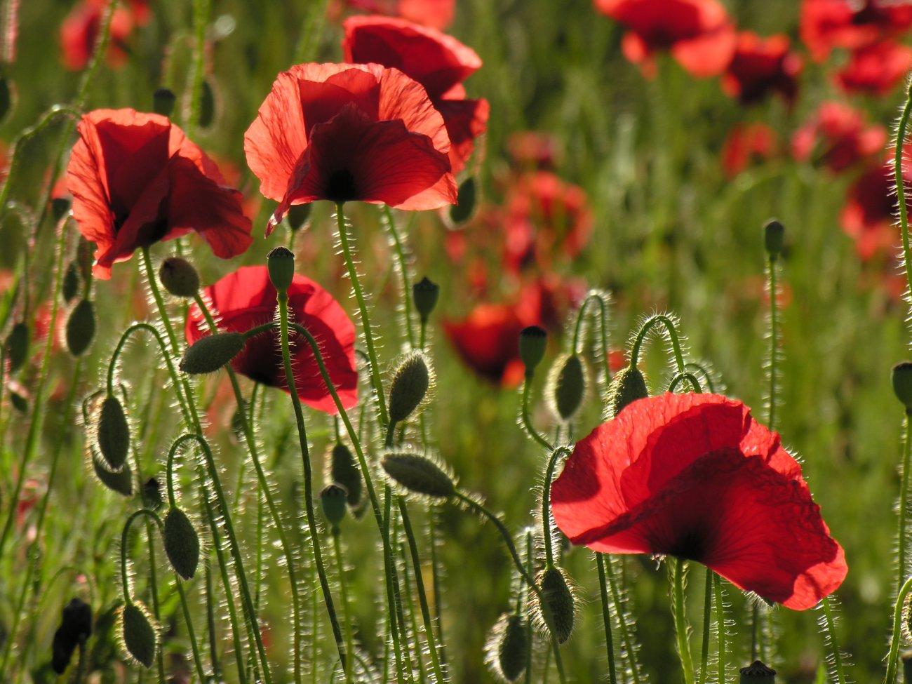 Coquelicots