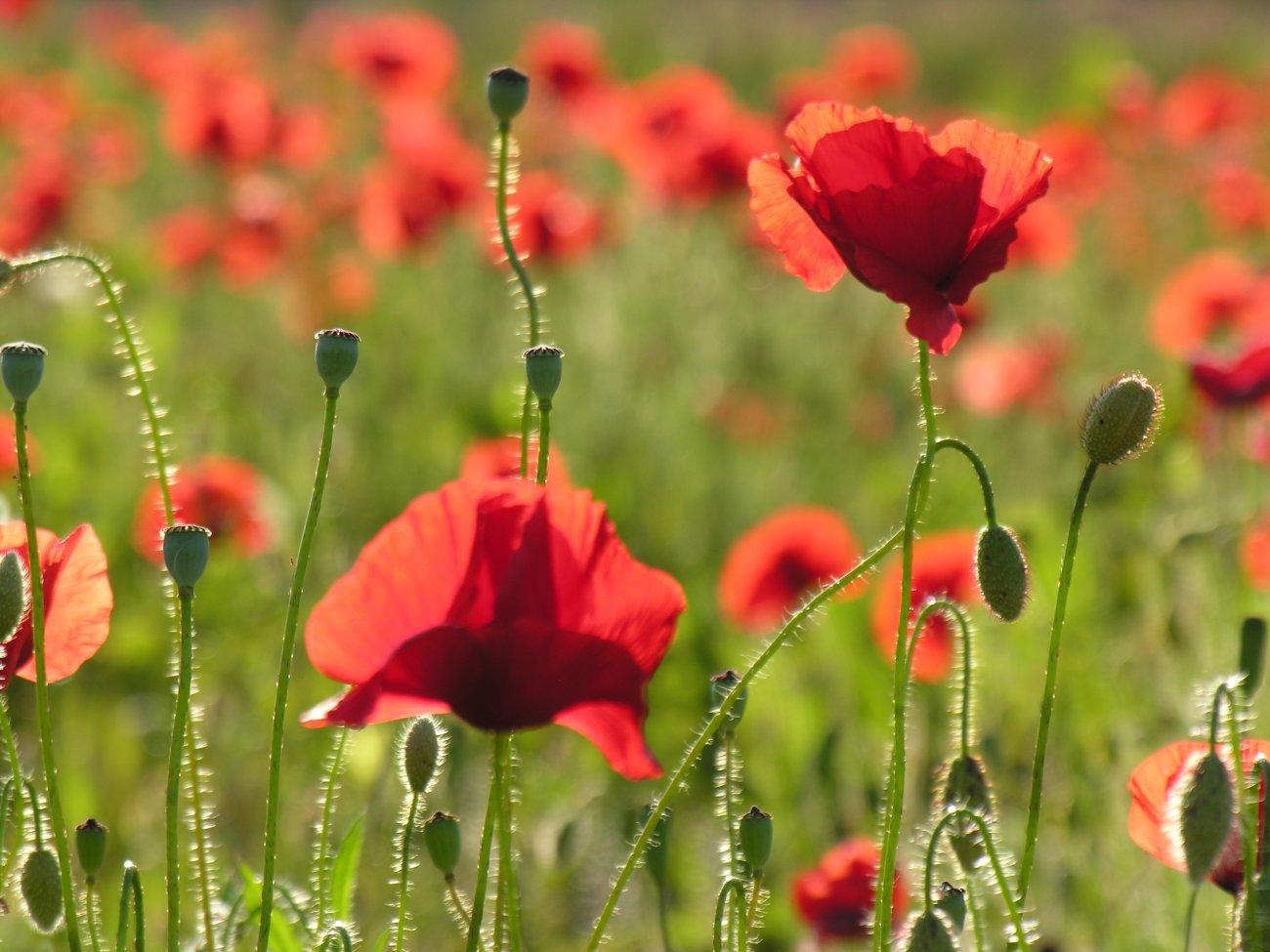Coquelicots