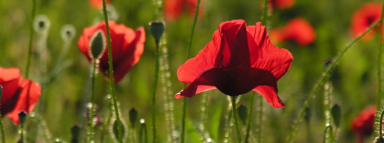 Coquelicots