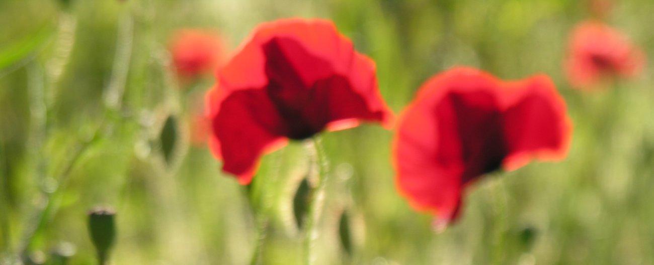 Coquelicots