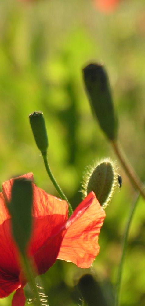 Coquelicots