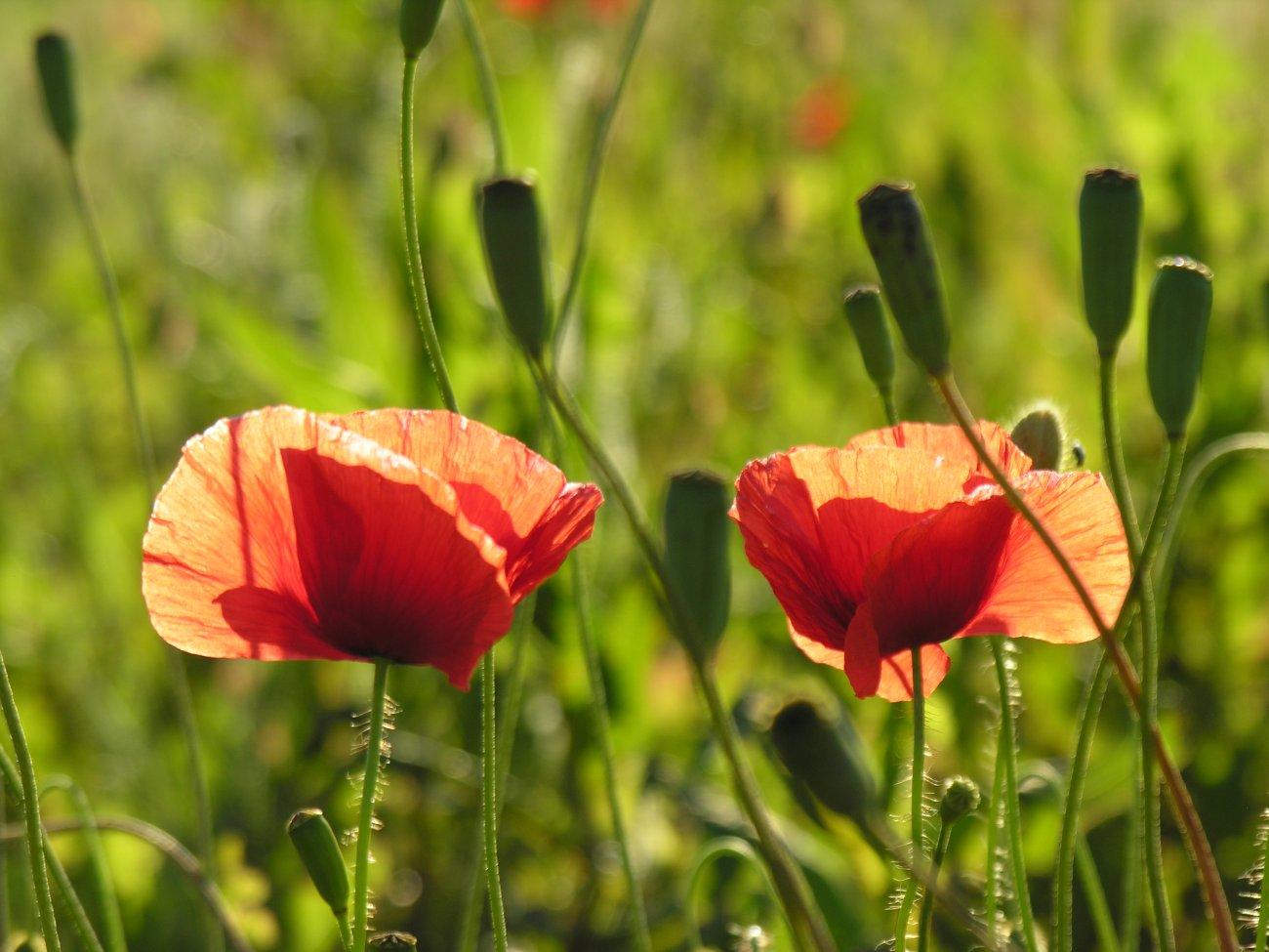 Coquelicots