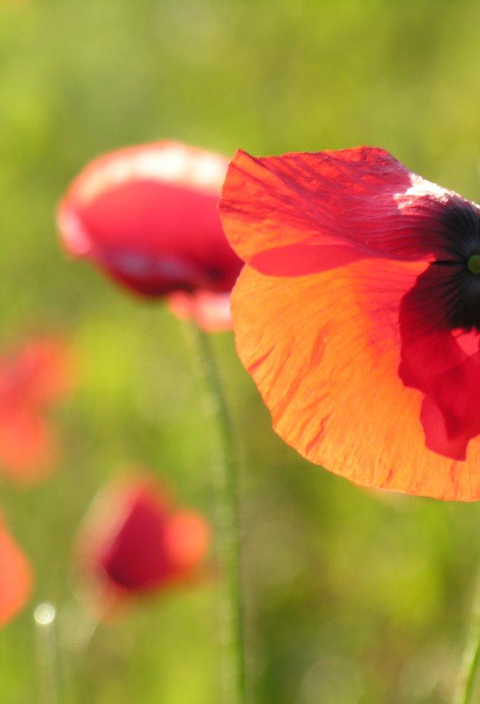 Coquelicots